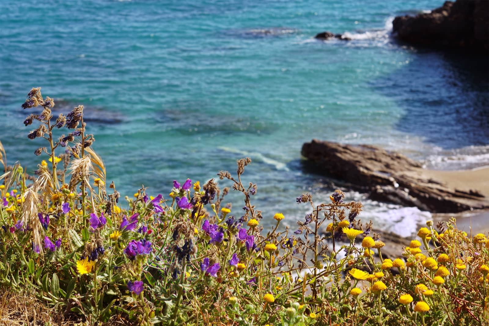 Quand partir en Californie : la réponse courte et ses exceptions