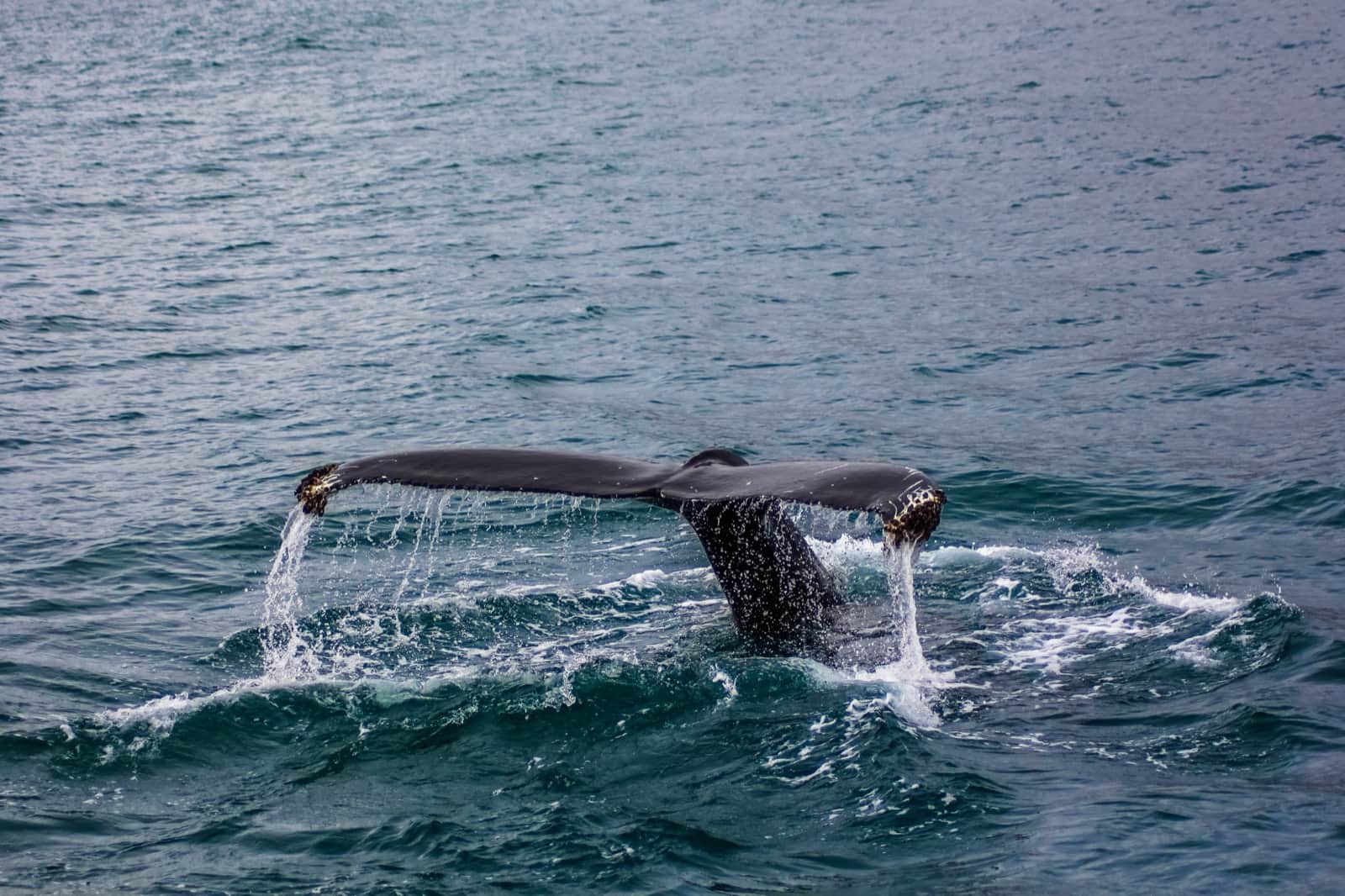 Observer les baleines en Californie : la bonne saison