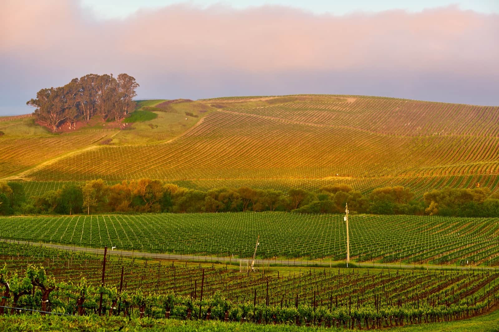 Napa Valley : visiter la route des vins californienne