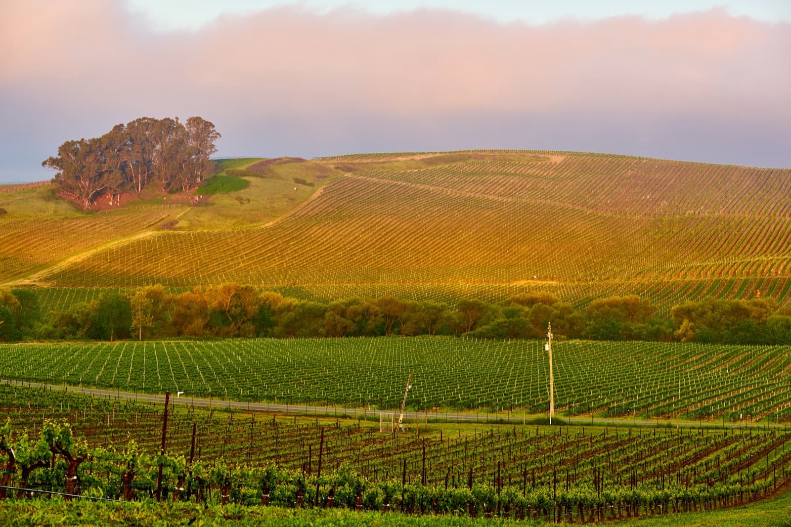 Napa Valley : visiter la route des vins californienne