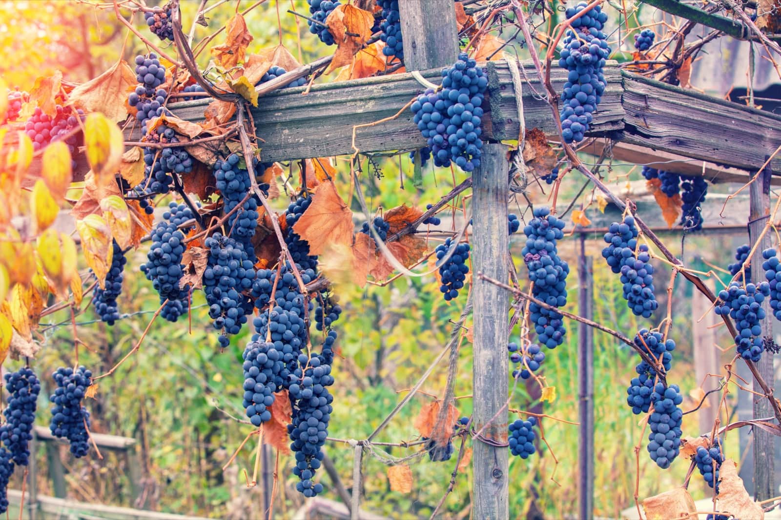 Quand partir : les vendanges d'automne