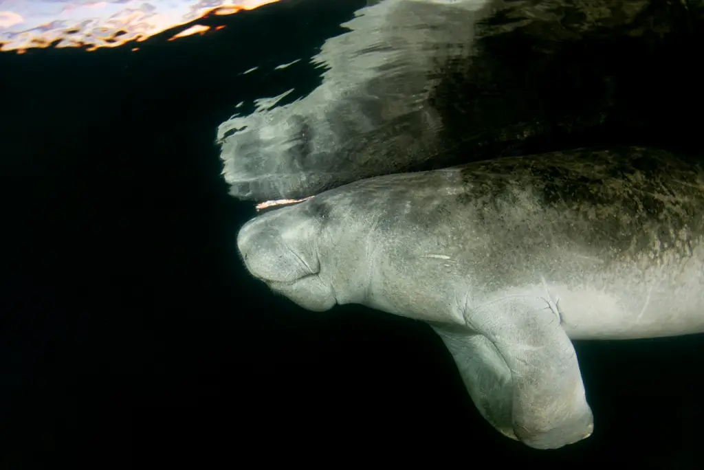 Observer la faune sauvage de Floride avec ses enfants