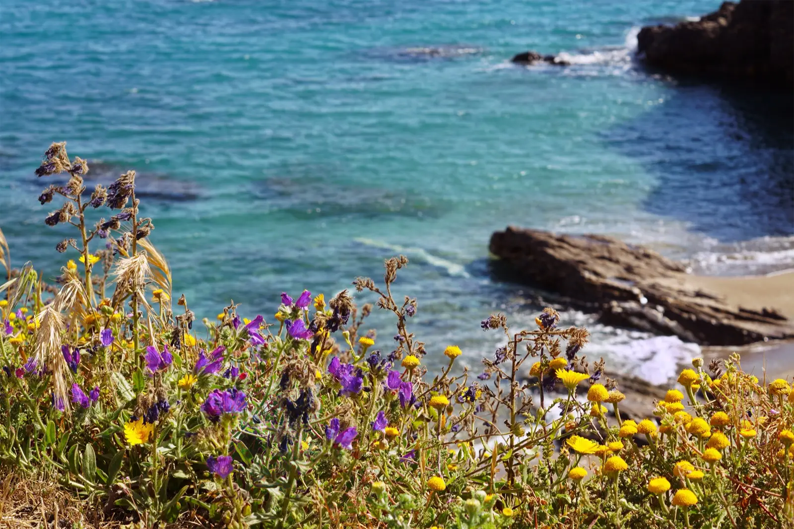 Quand partir en Californie : la réponse courte et ses exceptions