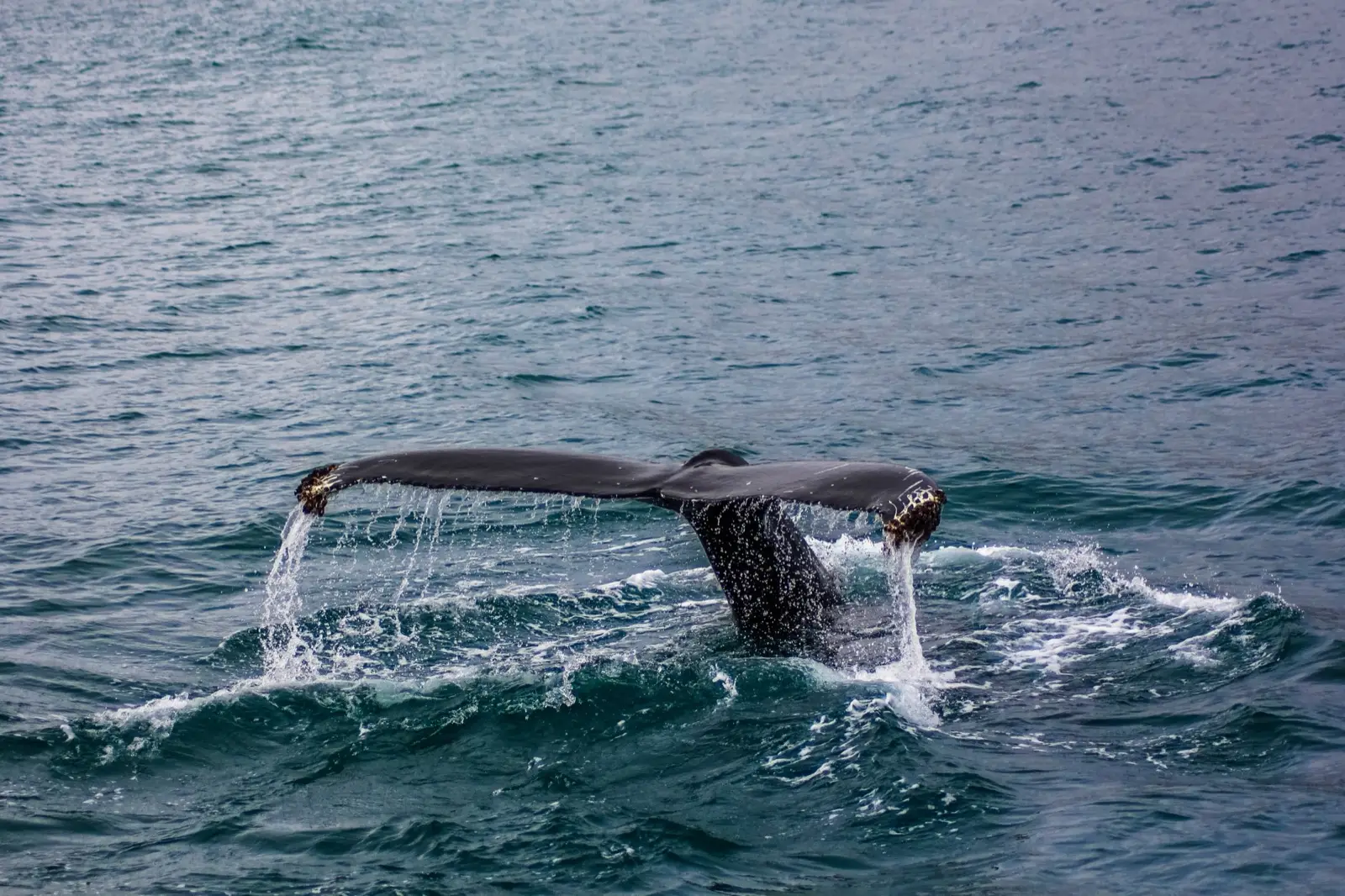 Observer les baleines en Californie : la bonne saison