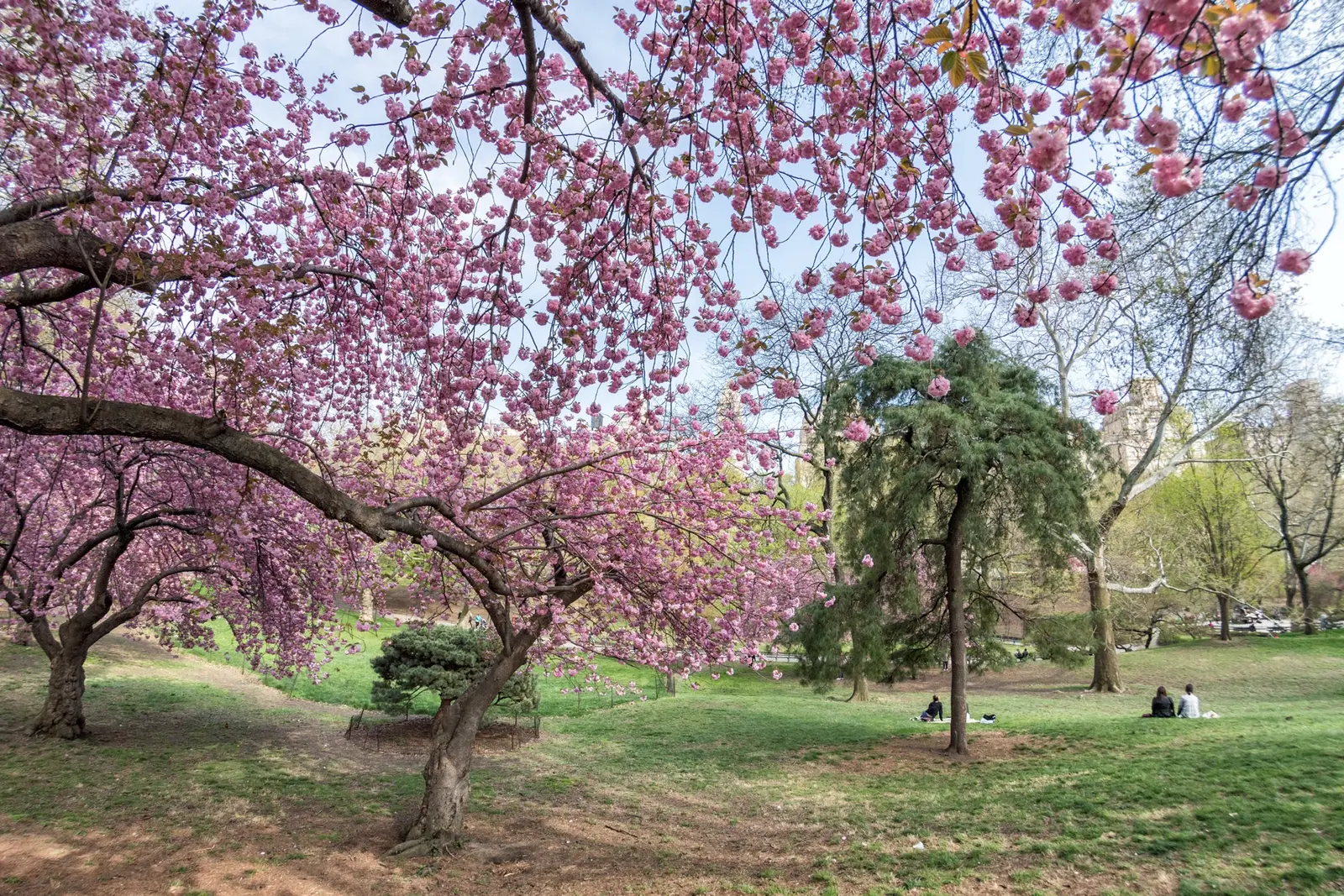 Printemps à New York (mars à mai), la saison la plus agréable pour visiter