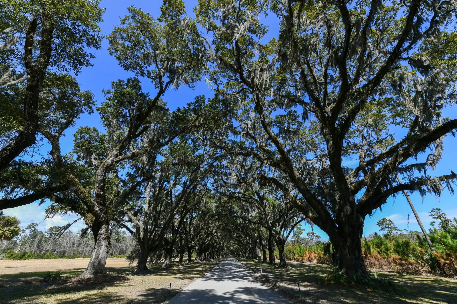 Les incontournables à voir et faire à Charleston