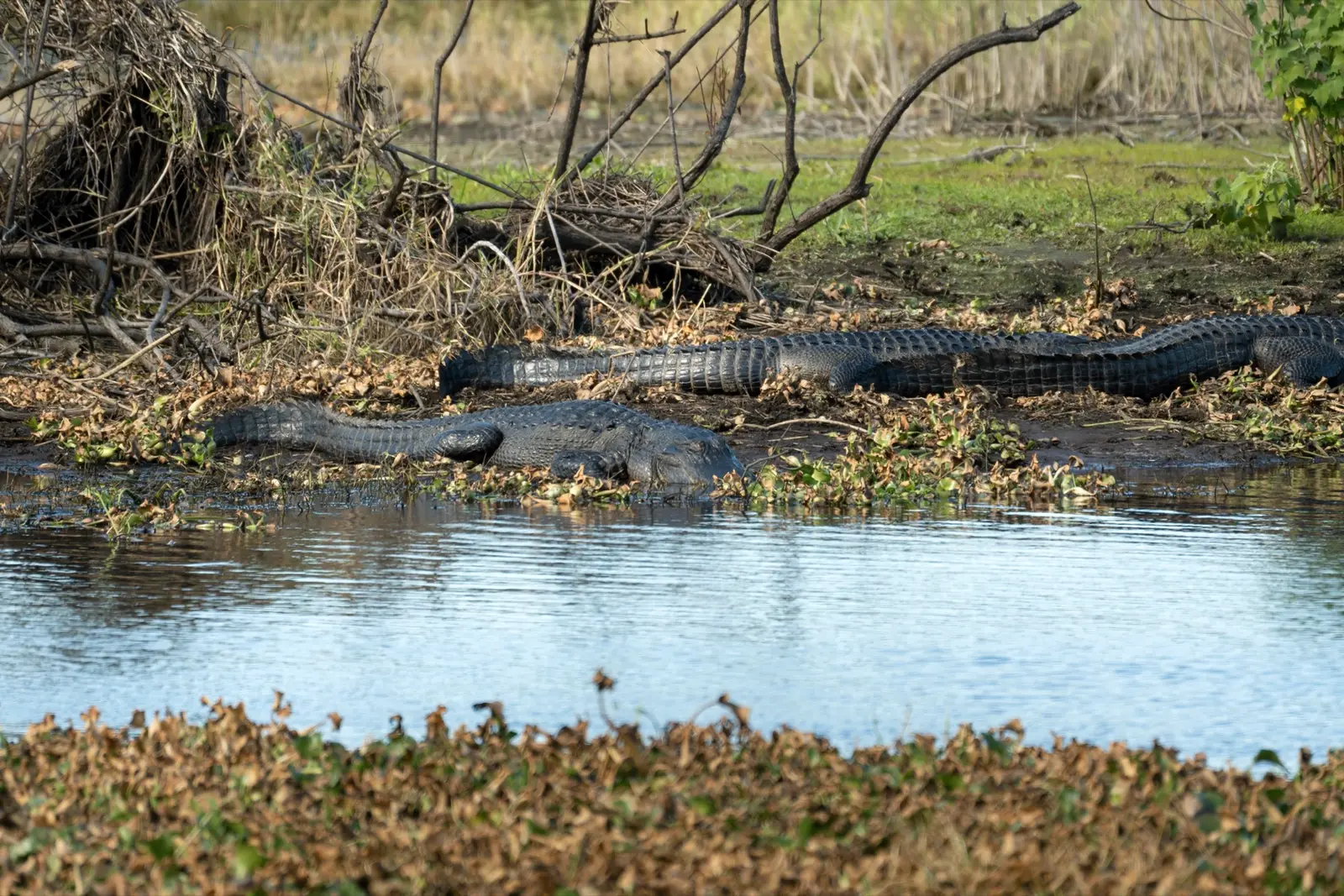 Everglades Floride : parc national, airboat et alligators