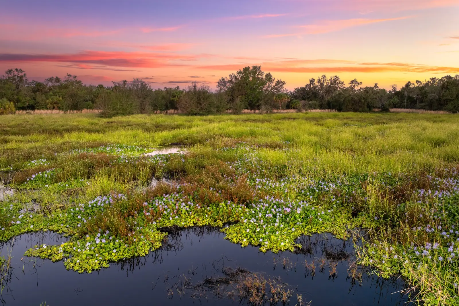 Les Everglades, un écosystème unique en Floride