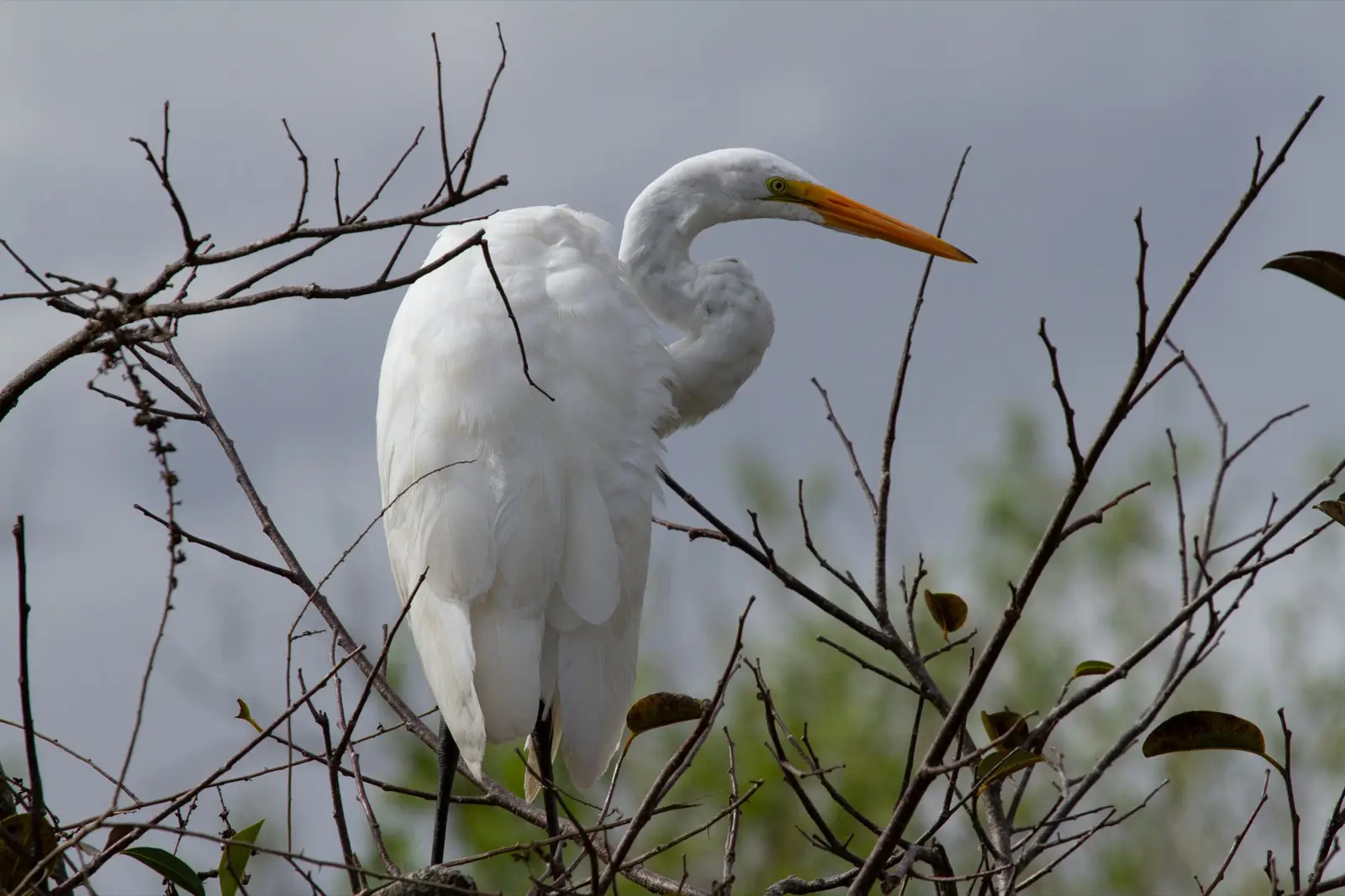 Observer la faune des Everglades : alligators, lamantins, oiseaux