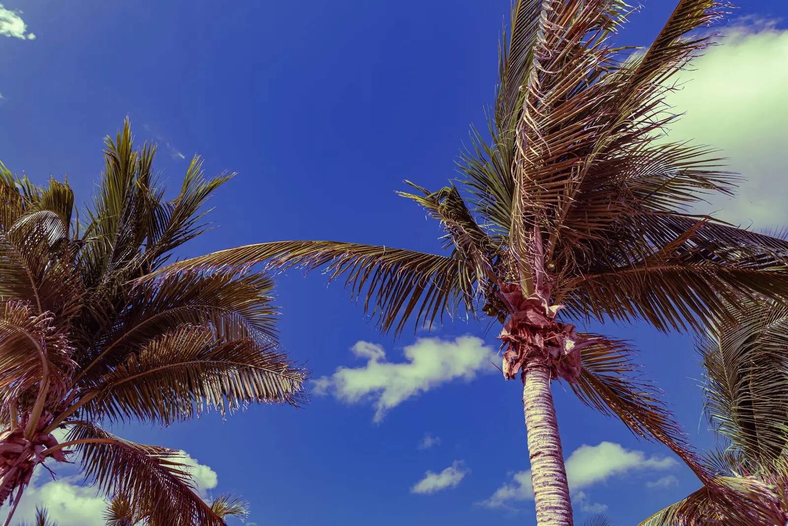 Voyage en Floride : Miami, Orlando, Keys et Everglades