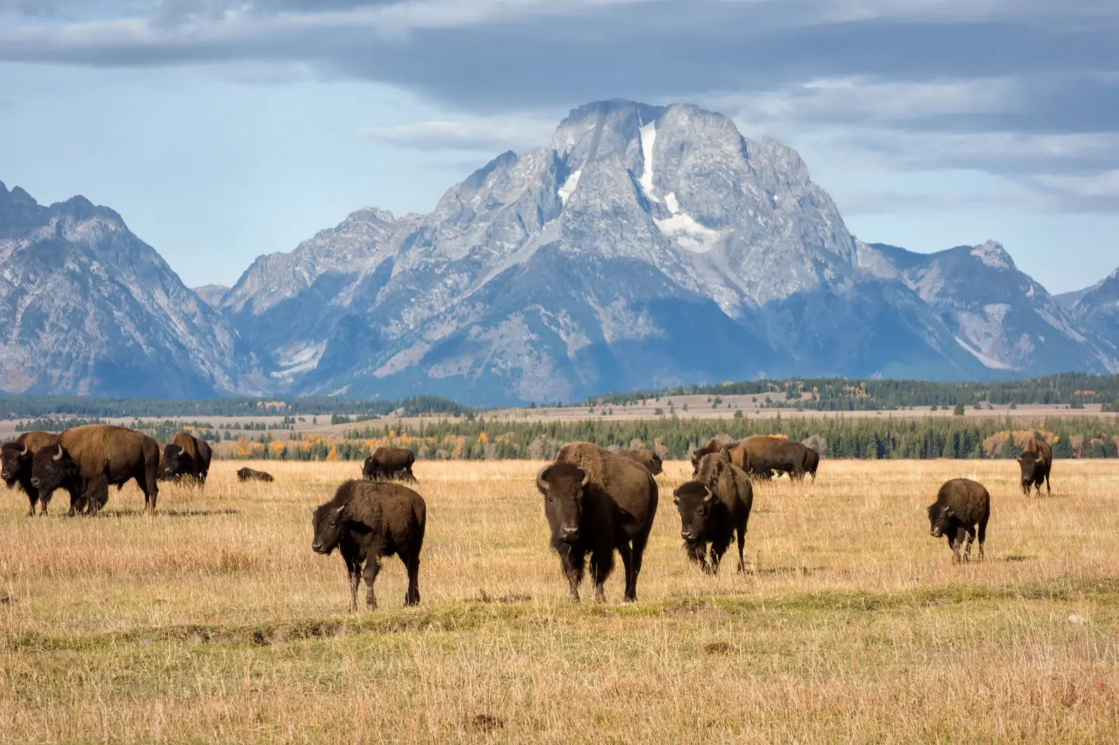 La faune de Grand Teton et les règles de sécurité
