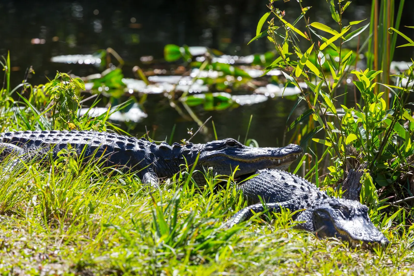 Excursions depuis Miami : Everglades et Florida Keys