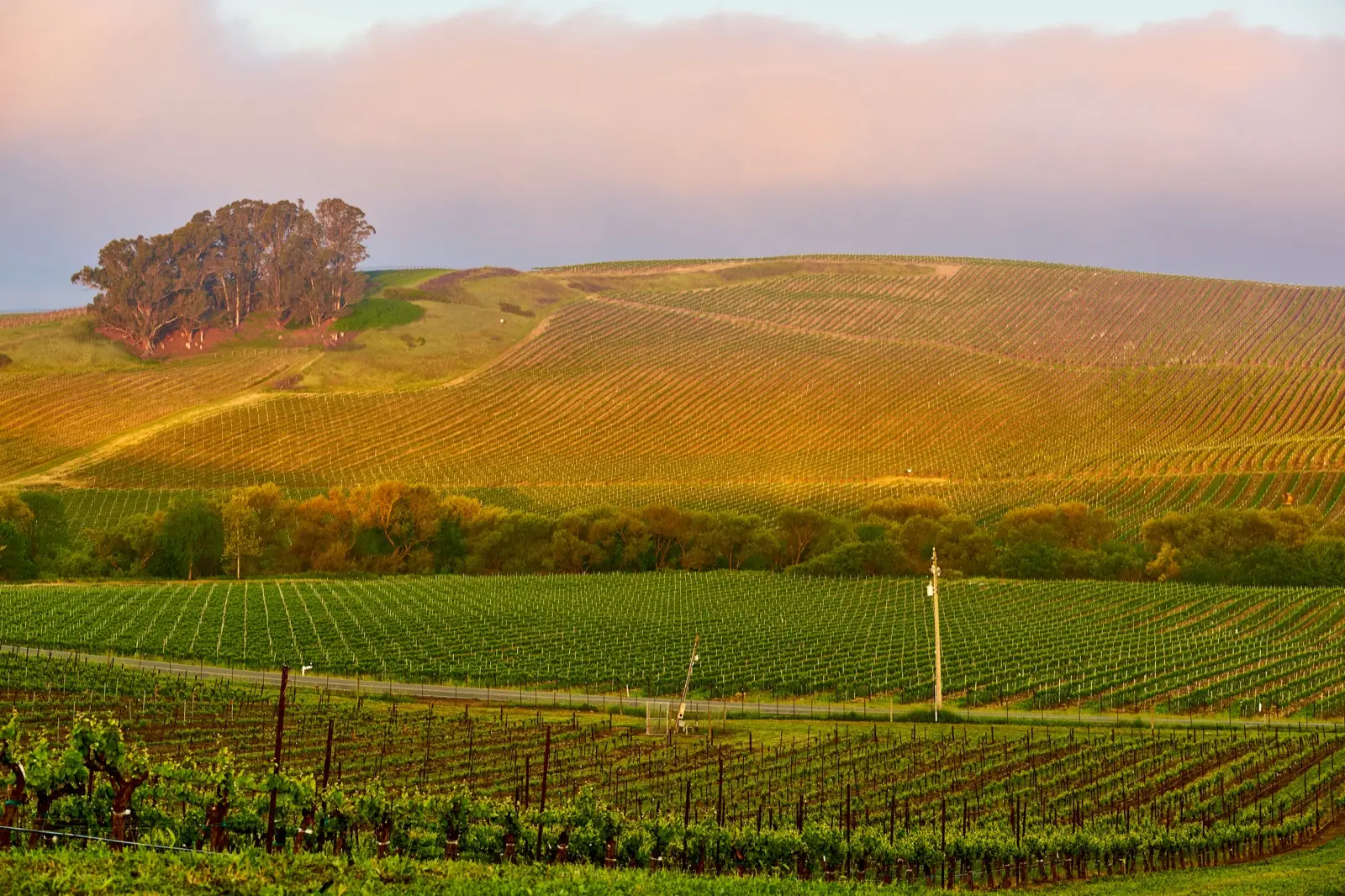 Napa Valley : visiter la route des vins californienne