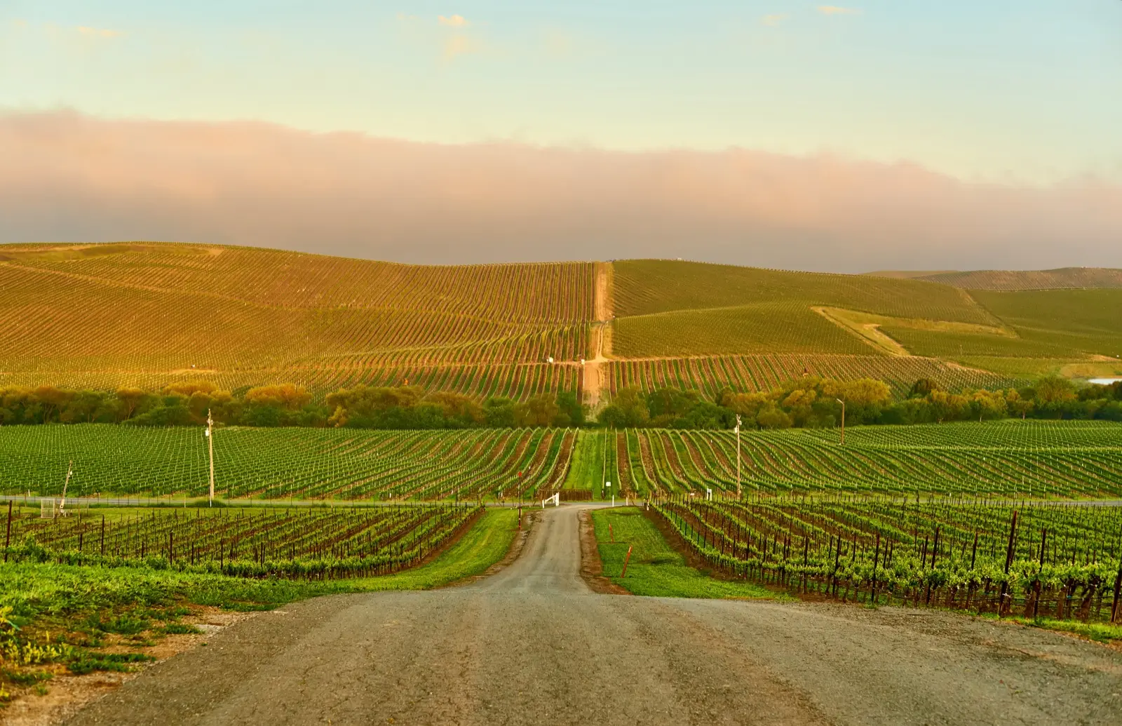 Napa ou Sonoma : quelle vallée choisir