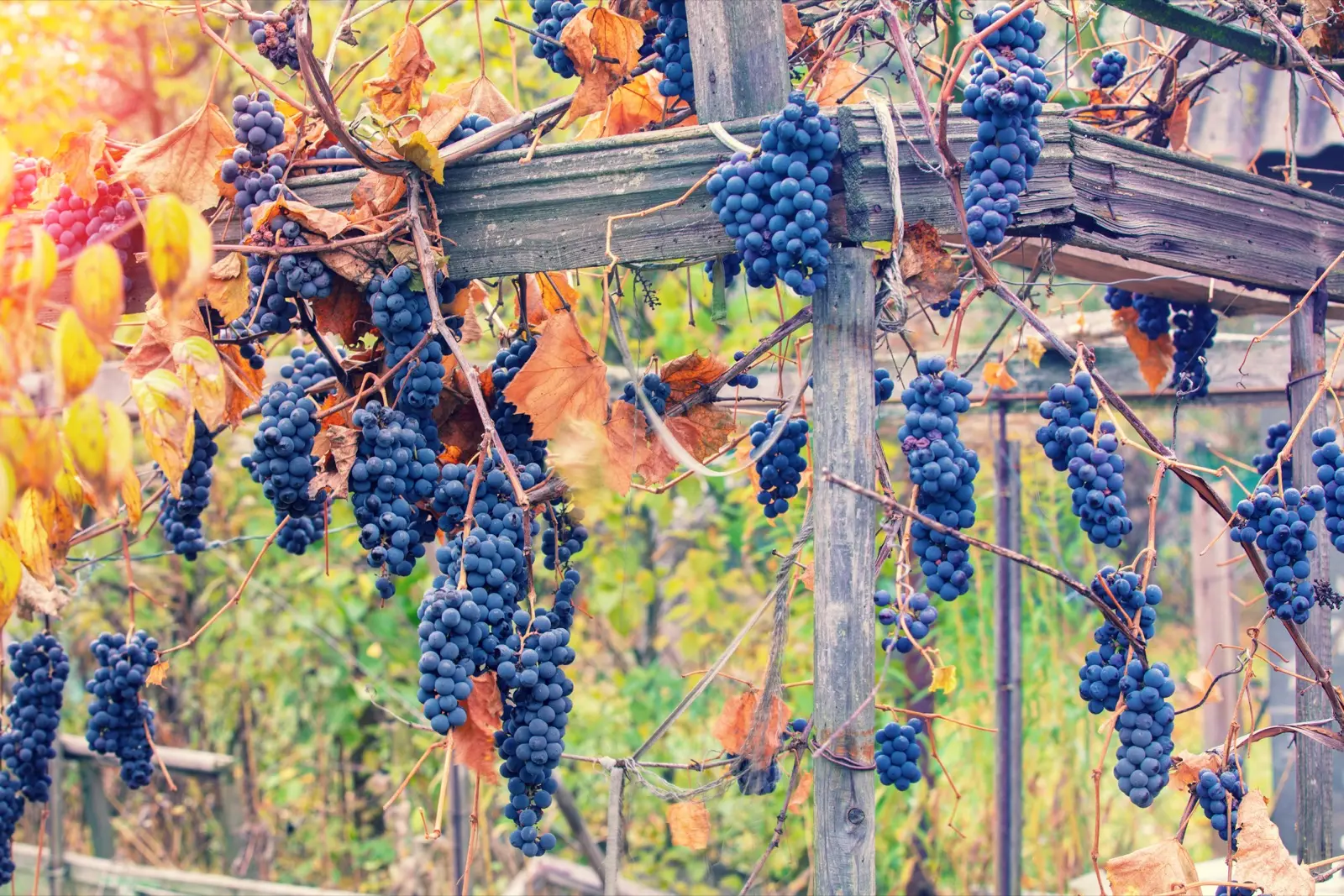 Quand partir : les vendanges d'automne