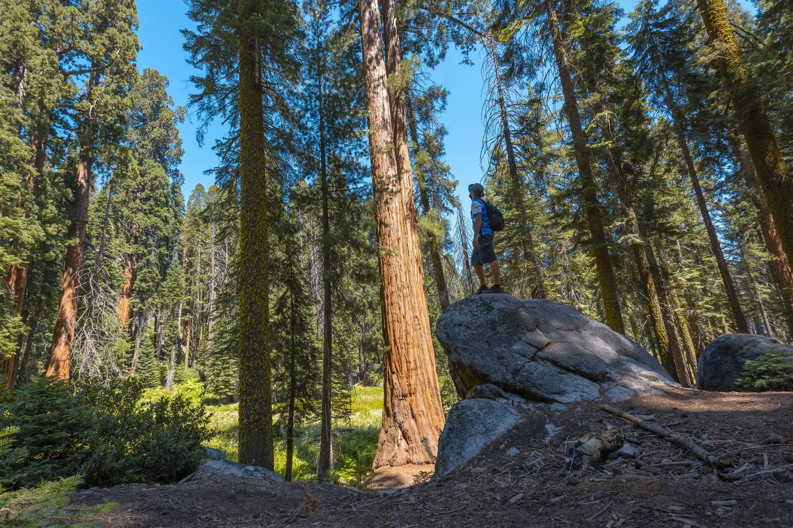 Que faire autour de San Francisco : Muir Woods, Sausalito et Napa Valley