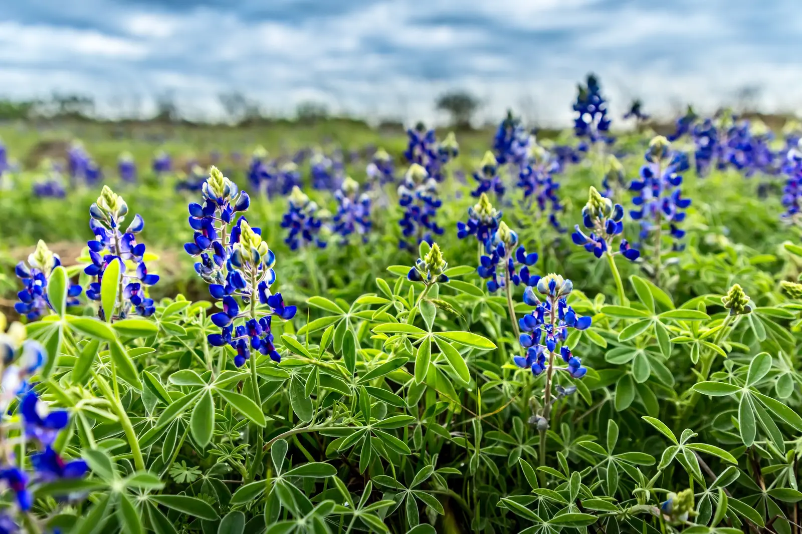 Quand partir au Texas ?