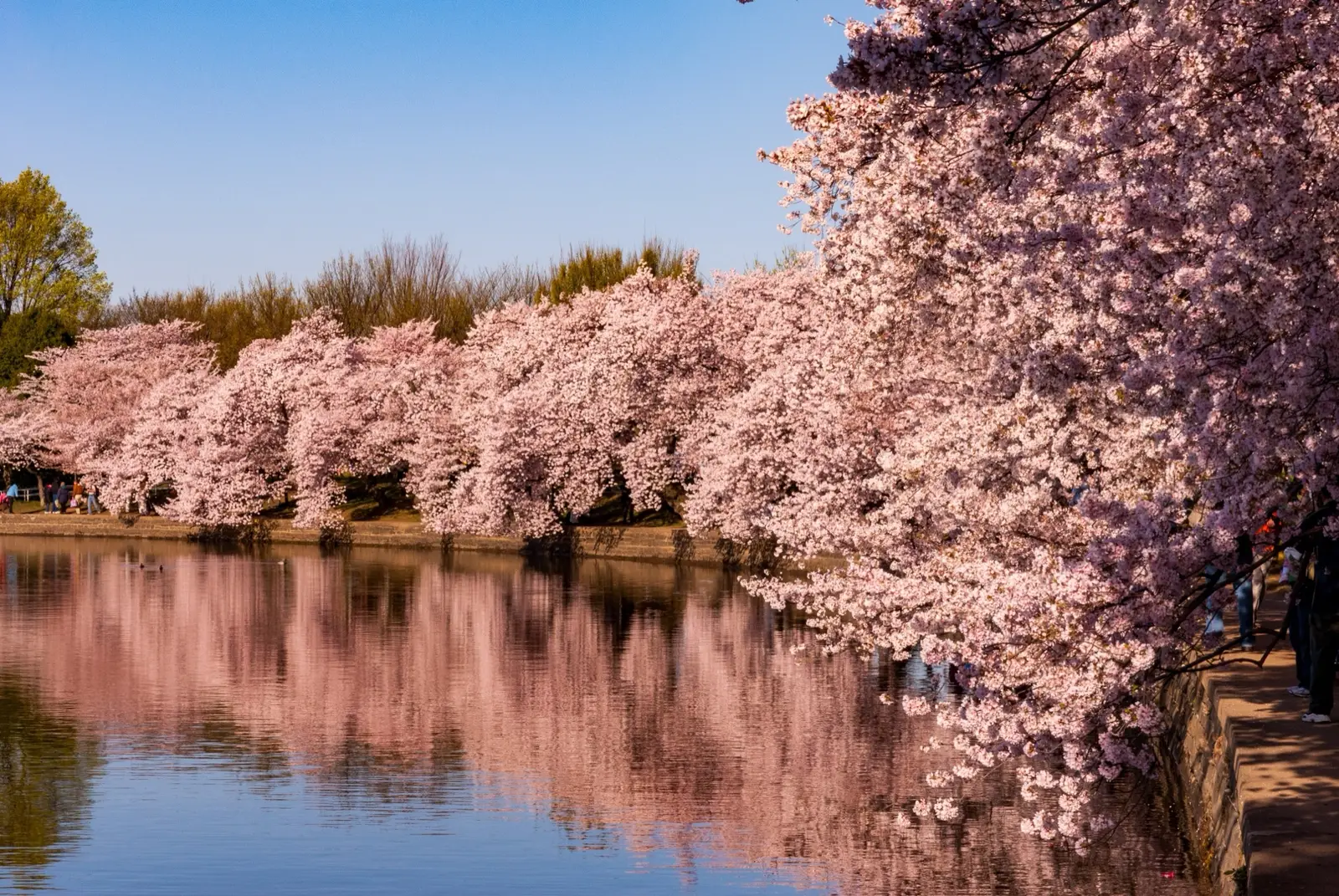 Quand partir à Washington DC : cerisiers en fleurs et saisons