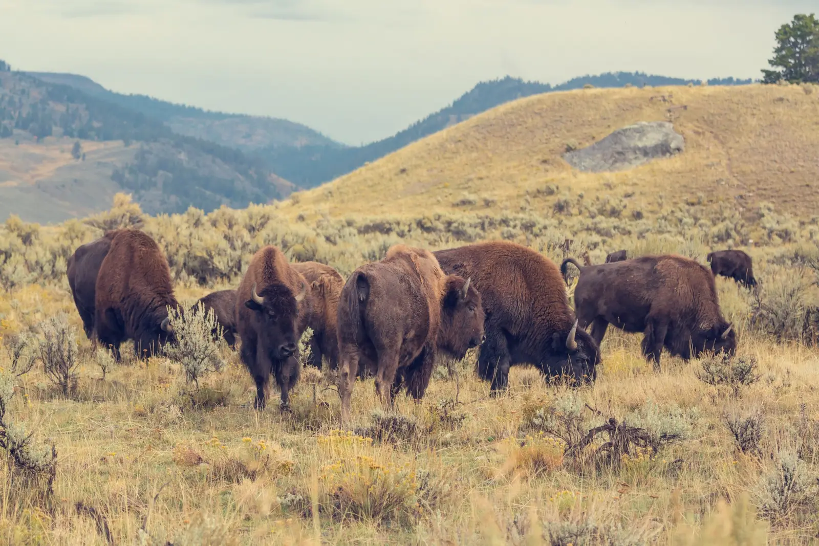 Où observer la faune sauvage : Lamar Valley et Hayden Valley