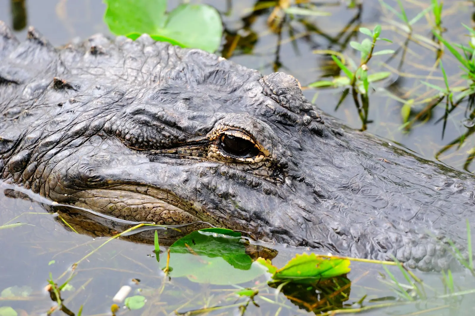Excursion en airboat dans les Everglades