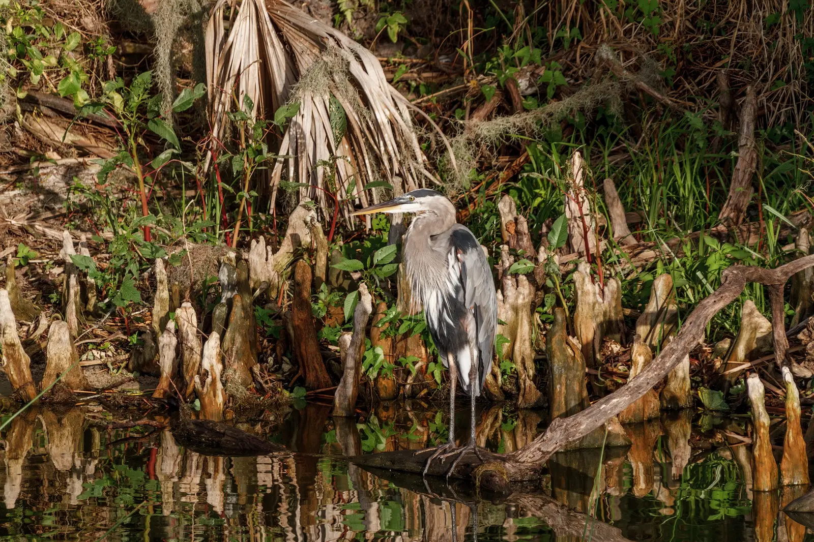Jours 10 et 11 : Les Everglades, la Floride sauvage
