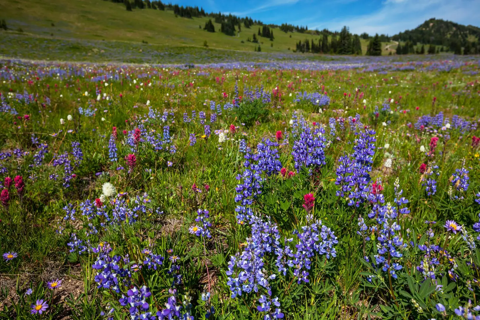 Pourquoi choisir ce road trip Pacific Northwest en 9 jours